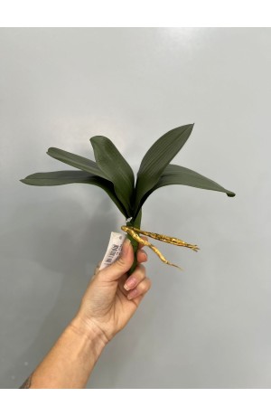 Folha de Orquidea Phalaenopsis  27cm ( Artificial )