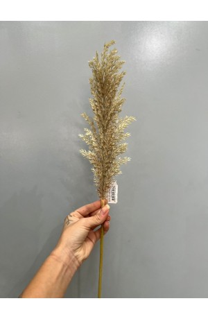 Haste de Capim dos Pampas 70cm - Creme Escuro