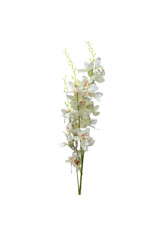 Haste de Orquidea Branca